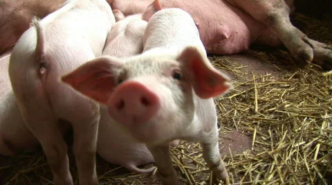 Piglets sniffing camera Stock Footage 847399