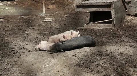 Piglets suckling Stock-Footage 12288994