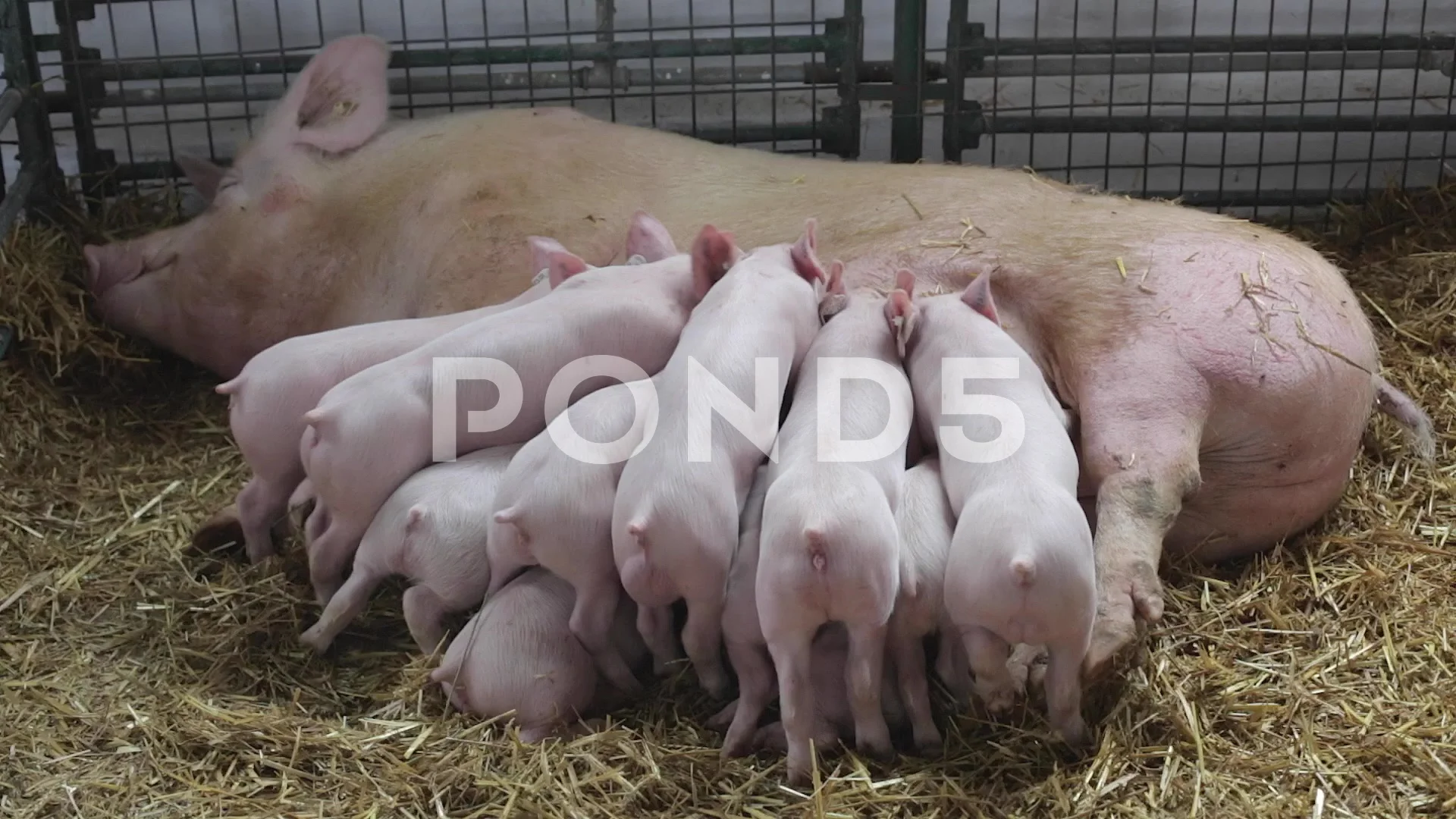 Схема искусственного осеменения коров. Родовспоможение свиней. Через сколько дней приходит свинья в охоту. Через сколько дней приходит свинья в охоту. Порода свиней вьетнамская вислобрюхая.