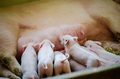 Piglets suckling Stock Photos