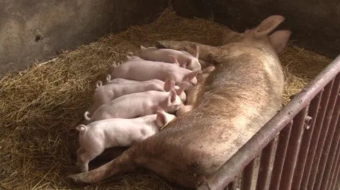 Piglets suckling a sow Vídeo Stock 56516290