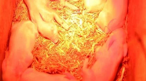 Piglets under the heating lamp Stock Footage 10847391