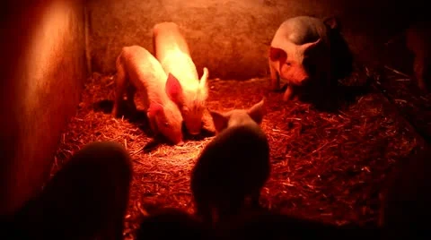 Piglets under the infrared lamp Stock Footage 10847399
