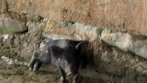 Piglets walk out the piggery Stock Footage 112211229