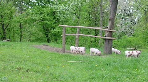 Piglets walking and playing on grass Stock Footage 49703301