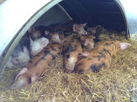 Piglets warming up Фото
