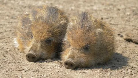 Piglets of wild boars are resting. Sus scrofa. Young, baby wild boars. Stock Photos