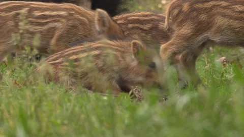 Piglets of wild hogs 스톡 동영상 93335910