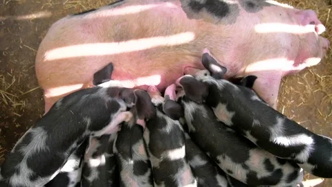 Piglets wriggling as they feed from pig Stockbeeldmateriaal 84479766