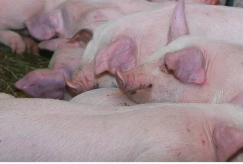 Pigly wigly Stock Photos