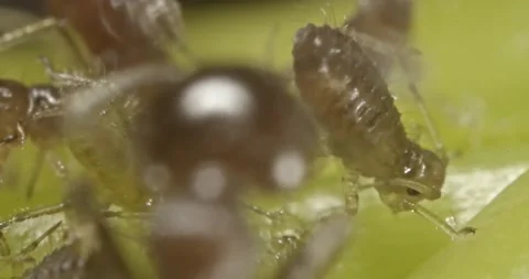 Pigment difference between  young and older aphids. Stockbeeldmateriaal 135470725