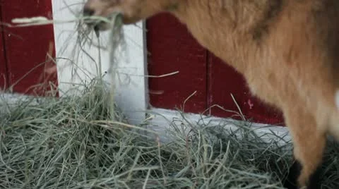 Pigmy goat eats Stock-Footage 11443817