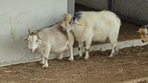 Pigmy goats ready to mating. Stock Footage 310344245