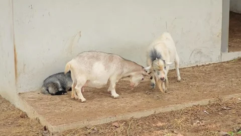 Pigmy goats ready to mating. Stock Footage 310344280