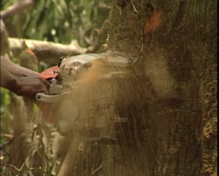 A pigmy man is cutting a tree Stock Footage 56018933
