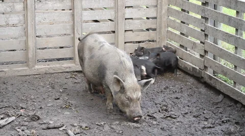 Pigpen Stock Footage 912310