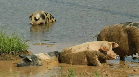 Pigs 01 Stock Footage 829392