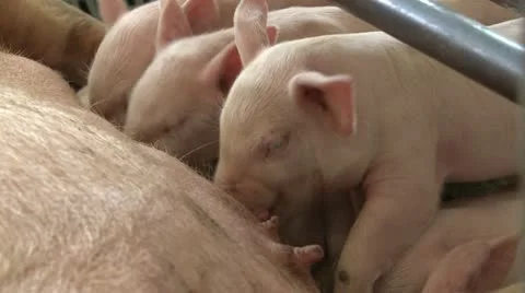 Pigs 1 動画素材 10970638