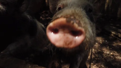 Pigs 1 Stock Footage 121177222
