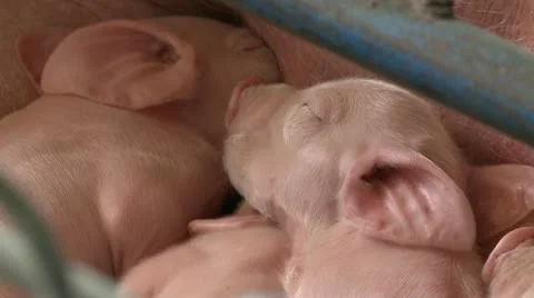 Pigs 2 動画素材 10972875