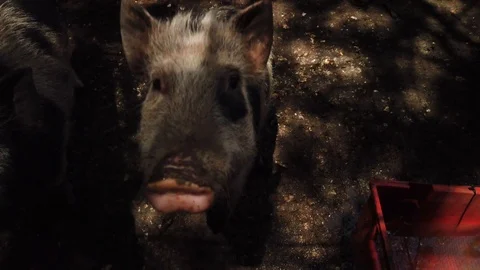 Pigs 2 Stock Footage 121177227