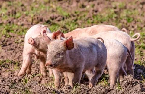 Pigs 2 Stock Photos