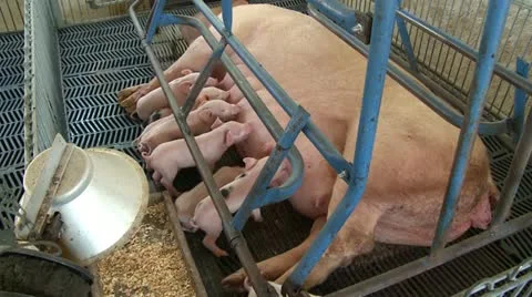 Pigs 3 動画素材 10972983