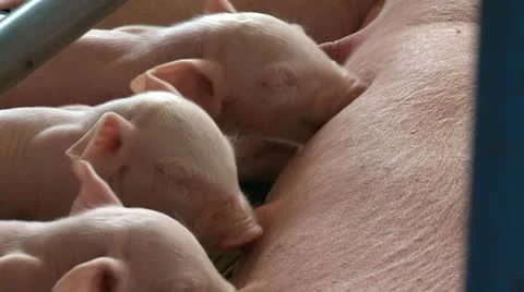Pigs 4 動画素材 10972990