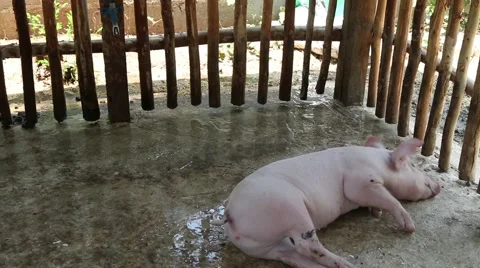 Pigs activities in stable Stock Footage 49148388
