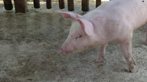 Pigs activities in stable Stock Footage 49148617