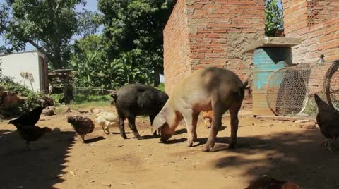 Pigs and chickens Stock Footage 12366866