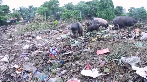 Pigs and garbage wide shot Stock Footage 58774201