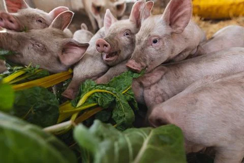 Pigs and piglets are eating fresh organic rhubarb leaves in pen at farm Stock Photos