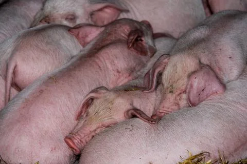 Pigs and piglets Stock Photos