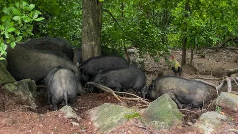 Pigs and a rooster in the rainforest Fotos de archivo