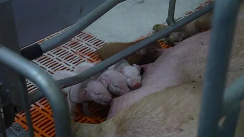 Pigs and sow Stock Footage 81211219
