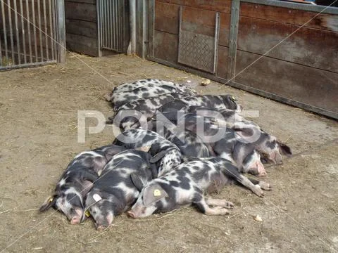 Pigs are chilling at the farm Stock Photos