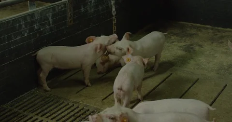 Pigs are playing a toy Video stock 99138665