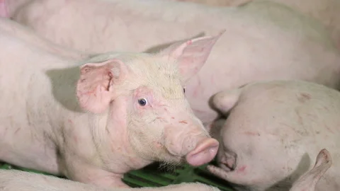 Pigs are resting, lying in the barn. One pig with open eyes, looks. Meat Stock Footage 118154872
