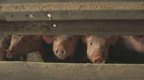 Pigs in barn Stock Footage 564828
