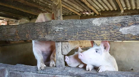 Pigs in barn Video stock 50458273
