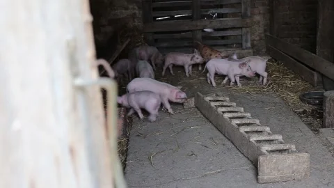 Pigs in the barn Stock Footage 141377132
