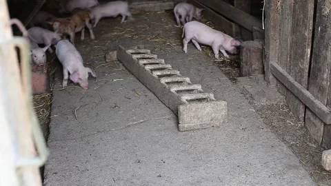 Pigs in the barn Stock Footage 141377490