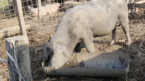 Pigs in the barn Stock Footage 141378111