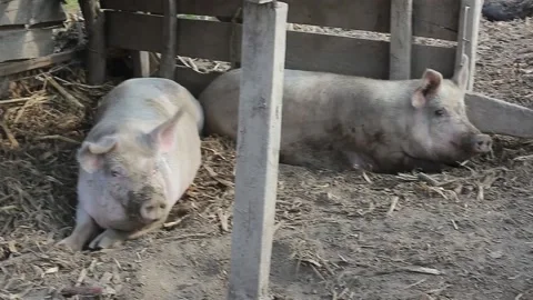 Pigs in the barn Stock Footage 141378260