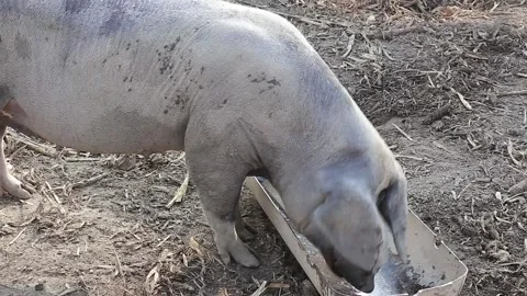 Pigs in the barn Stock Footage 141378326