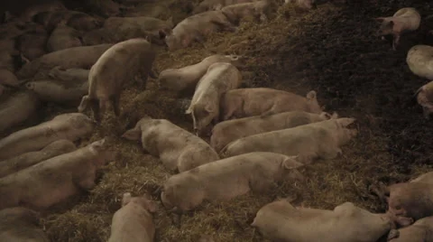 Pigs in barn, Locked Down Shot 스톡 동영상 39429897