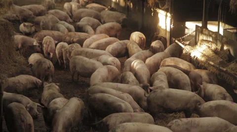Pigs in barn, Locked Down Shot 스톡 동영상 39430589