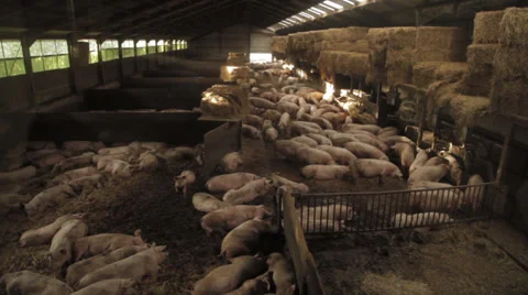 Pigs in barn, Locked Down Shot wide 스톡 동영상 39431829