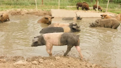 Pigs bathing in a mud bath - Piggies cleaning themselves Stock Footage 152784645